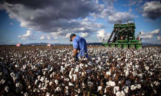 Australian Cotton.png