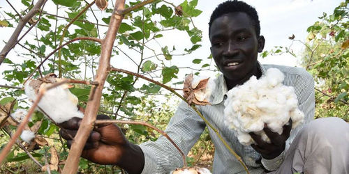 Kenya cotton.jpg
